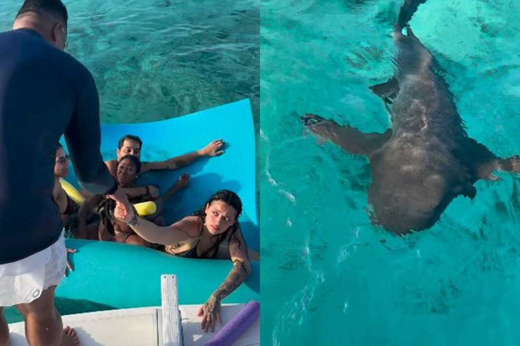 xanddy-e-familia-sao-surpreendidos-por-tubaroes-durante-passeio-no-mar